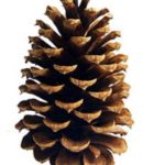 Glitter Pinecone